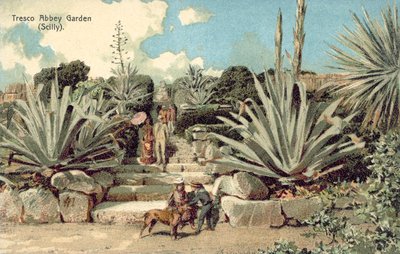 Tresco Abbey Garden, Scilly Isles, Kornwalia (litografia kolorowa) autorstwa English School