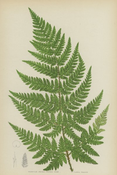 Trójkątna paproć kłująca (litografia kolorowa) autorstwa English School