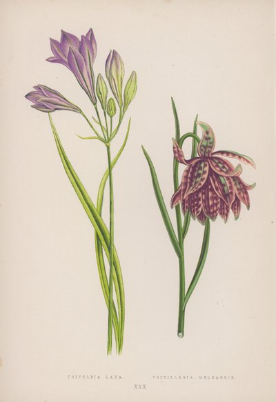 Triteleia Laxa; Fritillaria Meleagris (kolor lito) autorstwa English School