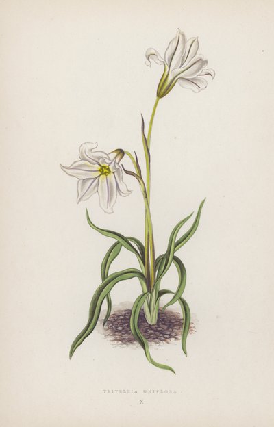 Triteleia Uniflora (kolorowa litografia) autorstwa English School
