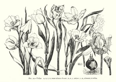 Tulipany; ten sam szkarłatny kwiat; żółty; karmazynowy; biały (grawerunek) autorstwa English School