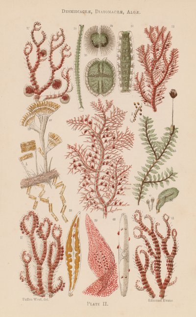 Pod mikroskopem: Desmidiaceae, Diatomaceae, Algae (color litho) autorstwa English School