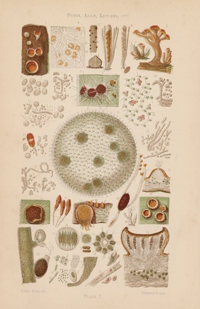 Pod mikroskopem: Grzyby, glony, porosty itp. (litografia kolorowa) autorstwa English School