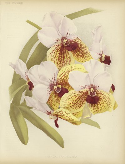Vanda sanderiana autorstwa English School