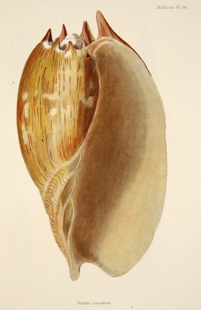 Veluta Georgina, z The Mollusca and Radiata, wyd. 1833 (grawerowanie ręcznie kolorowane) autorstwa English School