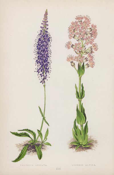 Weroniki Spicata; Lychnis Alpina (kolor lito) autorstwa English School