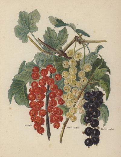 Victoria, biała holenderska, czarna Neapolitańska autorstwa English School