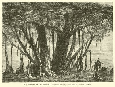Widok na drzewo figowe (Ficus Indica), ukazujące korzenie przybyszowe autorstwa English School