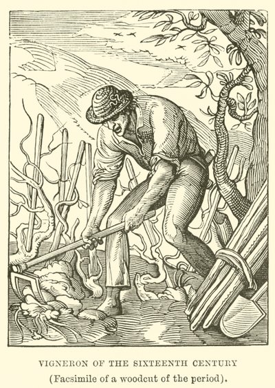 Vigneron z XVI wieku autorstwa English School