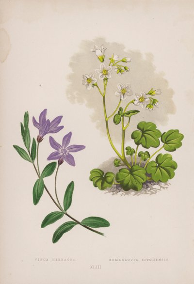 Vinca Herbacea; Romanzovia Sitchensis (kolor lito) autorstwa English School
