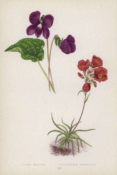 Viola Obliqua; Calandrinia Umbellata (kolorowa litografia) autorstwa English School