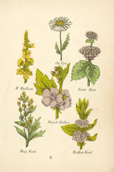 W Mullien, Ox Eye, Water Mint, Marsh Mallow, Mug Wort, Mother Wort (kolorowa litografia) autorstwa English School