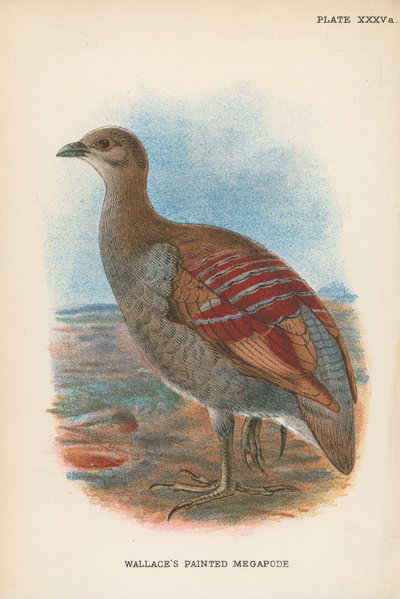 Malowana Megapoda Wallace