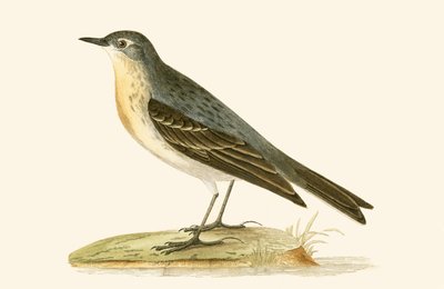 Water Pipit, ilustracja z „Historii ptaków Europy nieobserwowanej na wyspach brytyjskich” Charlesa Roberta Bree (1811-1886), opublikowana w 1867 r. autorstwa English School