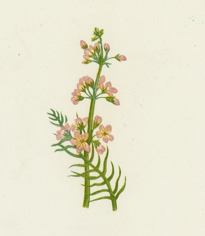 Fiołek Wodny, Hottonia Palustris autorstwa English School