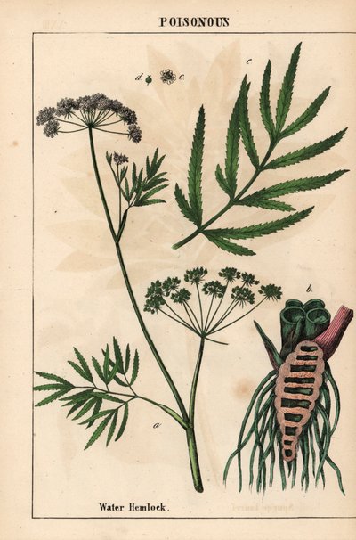 Cykuta wodna ukazująca liście, strukturę korzenia i kwiaty. Cicuta virosa   , z „Pouczającej książki z obrazkami, czyli lekcji ze świata warzyw”, [Charlotte Mary Yonge], Edynburg autorstwa English School