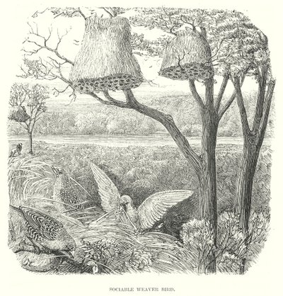 Ptaki tkacze (grawerunek) autorstwa English School