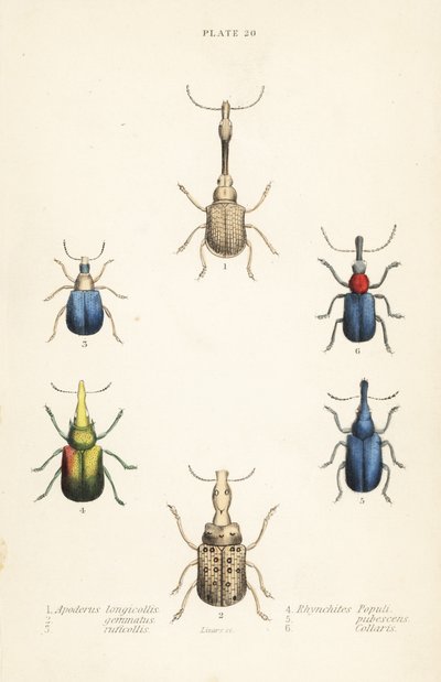 Wołki : Attelabus longicollis 1 , Attelabus gematus 2 , Attelabus ruficollis 3 , Byctiscus populi 4 , Rhycnhites pubescens 5 i Rhynchites collaris 6 autorstwa English School