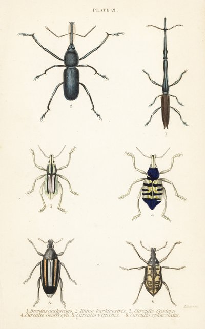 Wołki: Brentus ancharago 1, Rhina barbirostris 2, Curculio cuviera 3, Eupholus geoffroyi 4, niedźwiedź Larinus 5 i Curculio sphacelatus 6 autorstwa English School