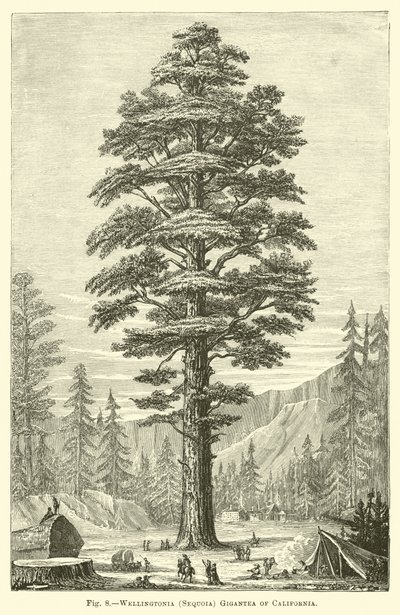 Wellingtonia (Sequoia) Gigantea w Kalifornii autorstwa English School