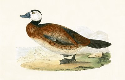 White Headed Duck, ilustracja z „Historii ptaków Europy nieobserwowanych na wyspach brytyjskich” Charlesa Roberta Bree (1811-86), opublikowana w 1867 r. autorstwa English School