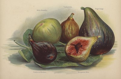 Biała Marsylia, Tunezyjska, Schwarze Largo, Violette de Bordeaux, Bourjassotte Grise autorstwa English School