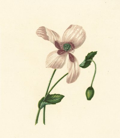 Mak biały, Papaver somniferum (kolorowa litografia) autorstwa English School