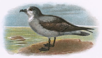 Biały gardło Szary Petrel autorstwa English School