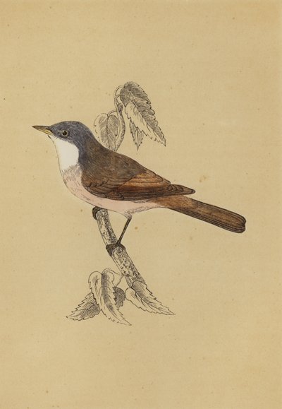Whitethroat (kolor lito) autorstwa English School
