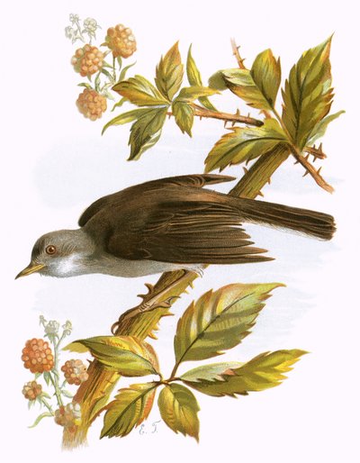Whitethroat autorstwa English School