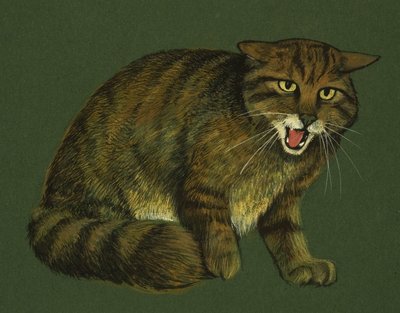 Wildcat autorstwa English School
