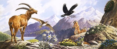Dzika przyroda w Europie Środkowej, ilustracja z "Nature