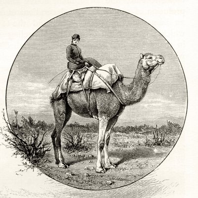 Kobieta na wielbłądzie w Australii, ok. 1880, z „Australian Pictures” Howarda Willoughby, opublikowanej przez religijne Towarzystwo Traktowe, Londyn, 1886 autorstwa English School