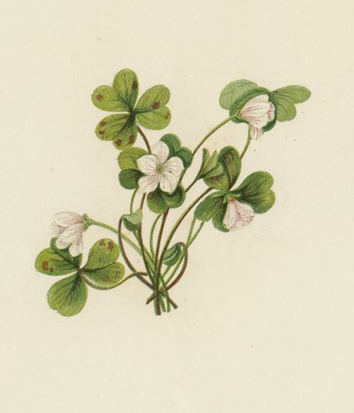 Szczaw zajęczy, Oxalis Acetosella (kolor lito) autorstwa English School
