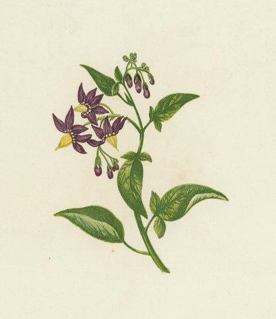 Woody Nightshade lub Bitter Sweet, Solanum Dulcamara (kolor lito) autorstwa English School