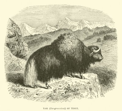 Jak (Bos grunniens) Tybetu autorstwa English School