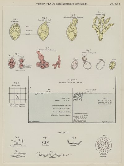 Drożdże, Saccharomyces Cerevisiae (kolorowa litografia) autorstwa English School