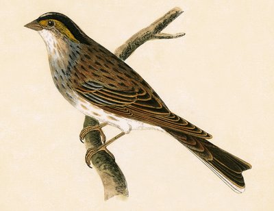 Trznadel żółtobrewy, ilustracja z „Historii ptaków Europy nieobserwowanej na wyspach brytyjskich” Charlesa Roberta Bree (1811-86), opublikowana w 1867 r. autorstwa English School