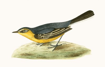 Pliszka żółta, ilustracja z „Historii ptaków Europy nieobserwowanej na wyspach brytyjskich” Charlesa Roberta Bree (1811-86), opublikowana w 1867 r. autorstwa English School