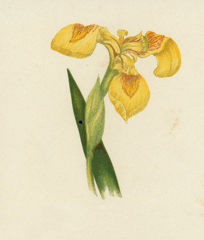 Irys żółty, Iris Pseudacorus (kolorowa litografia) autorstwa English School