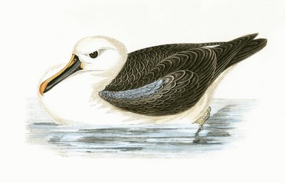 Albatros żółtonosy, ilustracja z „Historii ptaków Europy nieobserwowanej na wyspach brytyjskich” Charlesa Roberta Bree (1811-86), opublikowana w 1867 r. autorstwa English School