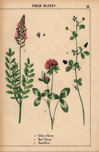 Koniczyna żółta, koniczyna czerwona i saintfoin lub sainfoin  , z „Pouczającej książki z obrazkami, czyli lekcji ze świata warzyw”, [Charlotte Mary Yonge], Edynburg autorstwa English School