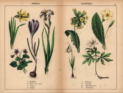 Żółty żonkil, biały narcyz poety, fioletowy krokus, fioletowy fiołek, żółty pierwiosnek, żółty pierwiosnek, biały anemon drzewny i biały przebiśnieg.   , z „Pouczającej książki z obrazkami, czyli lekcji ze świata warzyw”, [Charlotte Mary Yonge], Edynburg autorstwa English School