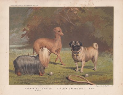 Yorkshire terrier, charcik włoski i mops pokazane z rakietą tenisową i piłkami autorstwa English School