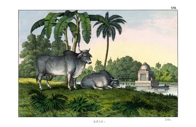Zebu autorstwa English School