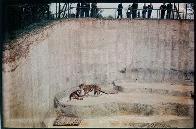 Whipsnade Zoo, Whipsnade, Central Bedfordshire, Central Bedfordshire, Wielka Brytania autorstwa Eric Maybank