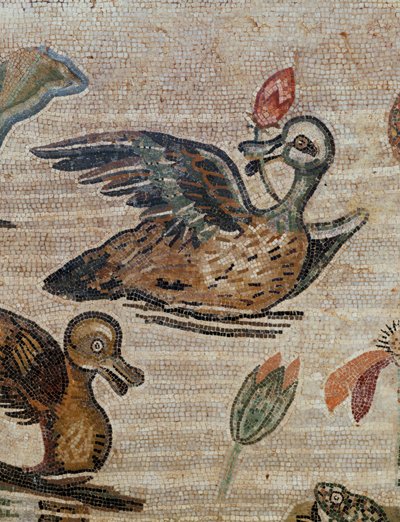 Kaczki pływające w basenie autorstwa Erich Lessing