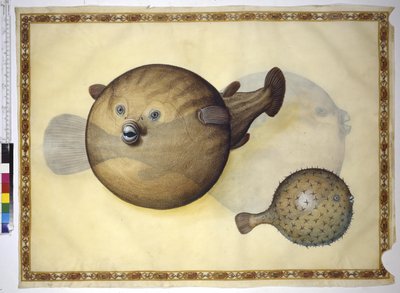 Cała strona: dwie rozdymki na neutralnym tle autorstwa Erich Lessing