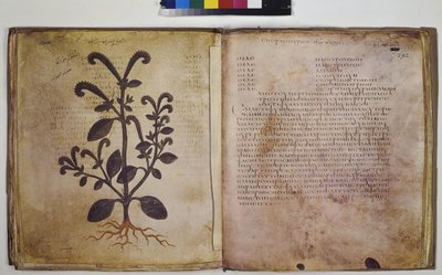 Dwie pełne strony: studium rośliny z napisem autorstwa Erich Lessing