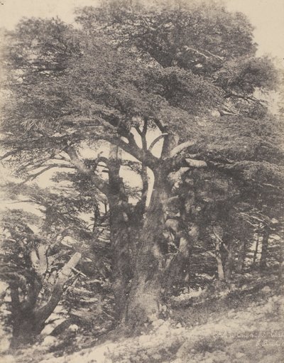 Groupe de Cèdres de Mt. Liban / [Grupa drzew cedrowych, Góra Liban] autorstwa Ernest Benecke